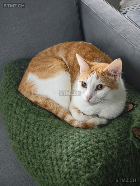 VERMISST: Katze in 8804 Au ZH (stmz.ch)