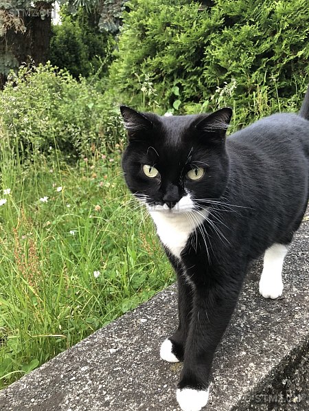 VERMISST: Katze in 8802 Kilchberg ZH (stmz.ch)