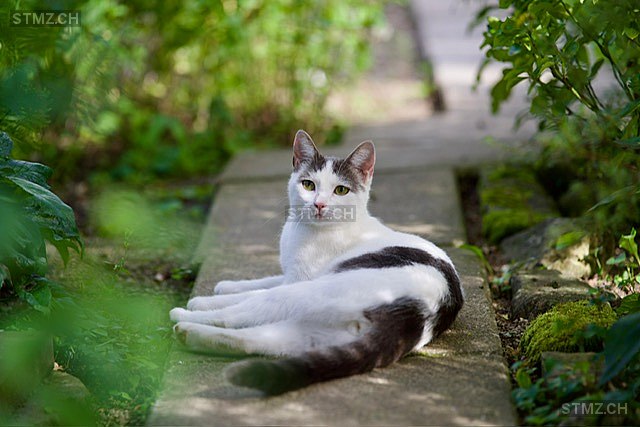 VERMISST: Katze in 8833 Samstagern (stmz.ch)