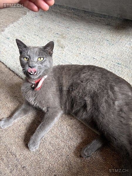 VERMISST: Katze in 8810 Horgen (stmz.ch)