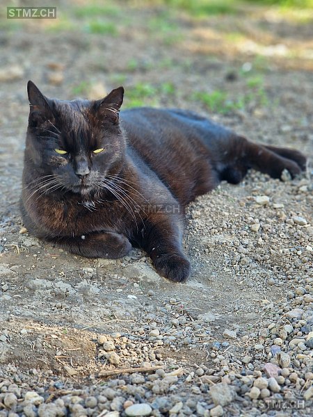 VERMISST: Katze in 8820 Wädenswil (stmz.ch)
