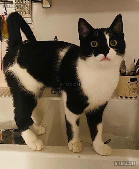 VERMISST: Katze in 8803 Rüschlikon (stmz.ch)