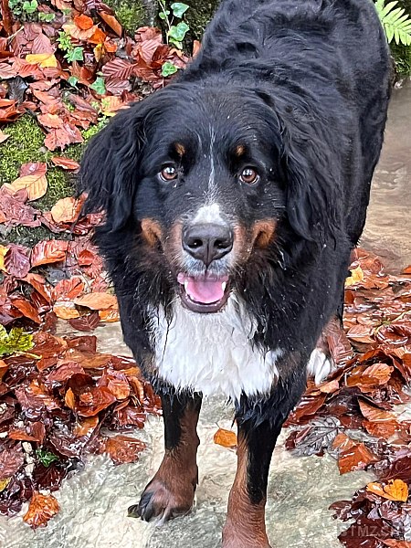 VERMISST: Hund in 8810 Horgen (stmz.ch)