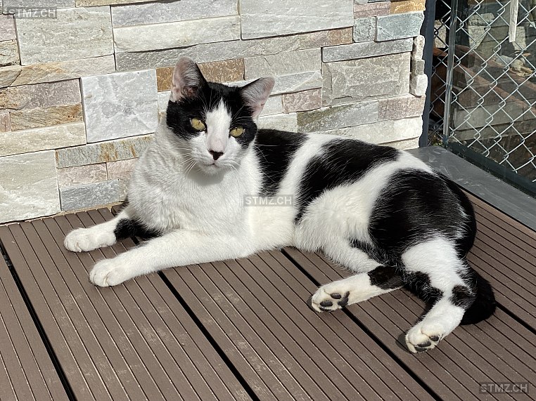VERMISST: Katze in 8810 Horgen (stmz.ch)