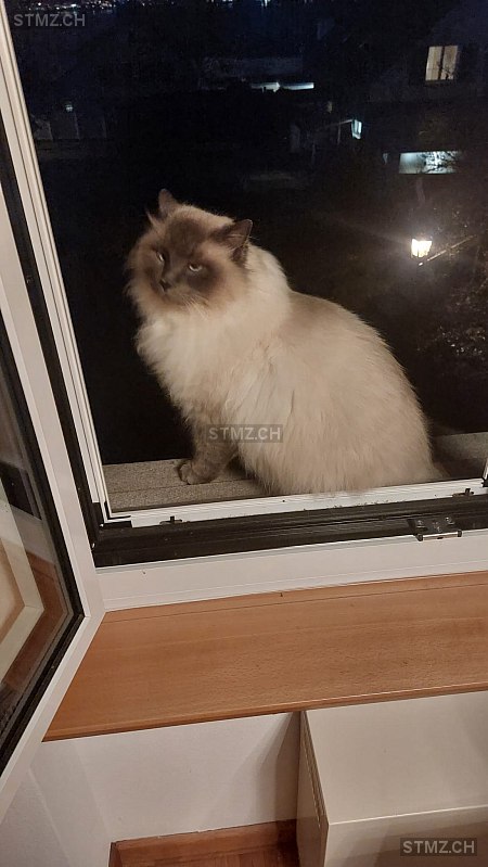 VERMISST: Katze in 8820 Wädenswil (stmz.ch)