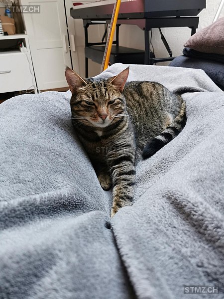 VERMISST: Katze in 8800 Thalwil (stmz.ch)
