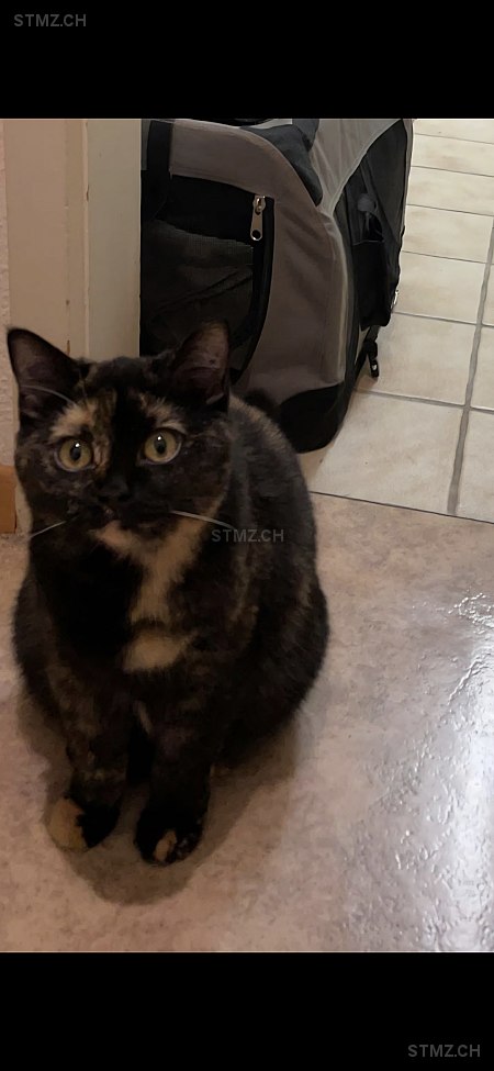 VERMISST: Katze in 8805 Richterswil (stmz.ch)