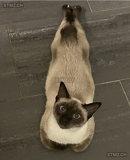 VERMISST: Katze in 8800 Thalwil (stmz.ch)