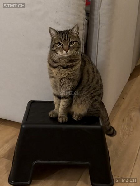 VERMISST: Katze in 8136 Gattikon (stmz.ch)