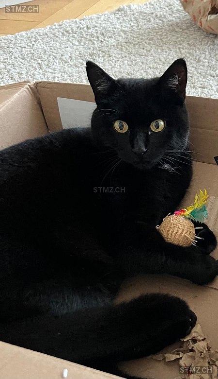 VERMISST: Katze in 8800 Thalwil (stmz.ch)
