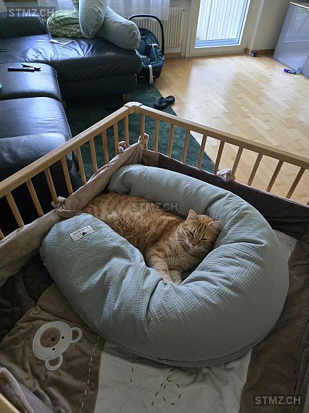 VERMISST: Katze in 8816 Hirzel (stmz.ch)
