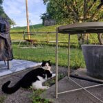 VERMISST: Katze in 8816 Hirzel (stmz.ch)