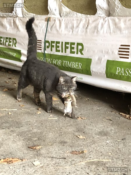 VERMISST: Katze in 8824 Schönenberg ZH (stmz.ch)