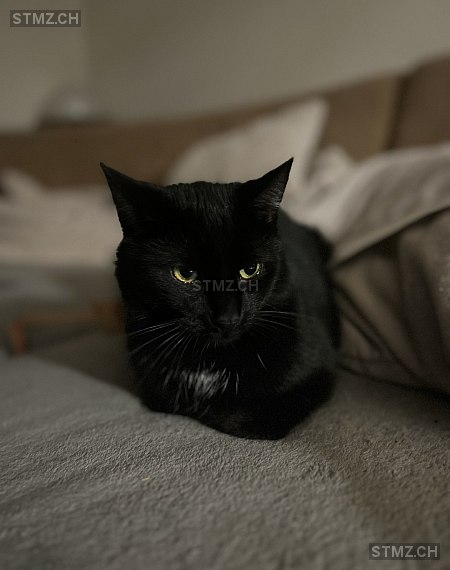 VERMISST: Katze in 8136 Gattikon (stmz.ch)