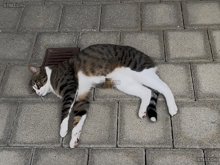 VERMISST: Katze in 8134 Adliswil (stmz.ch)