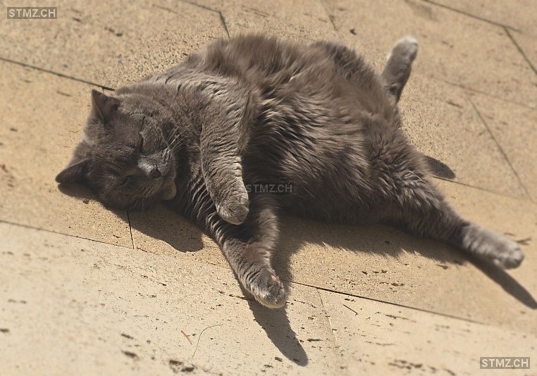 VERMISST: Katze in 8942 Oberrieden (stmz.ch)