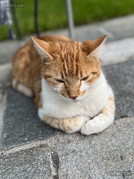 VERMISST: Katze in 8942 Oberrieden (stmz.ch)