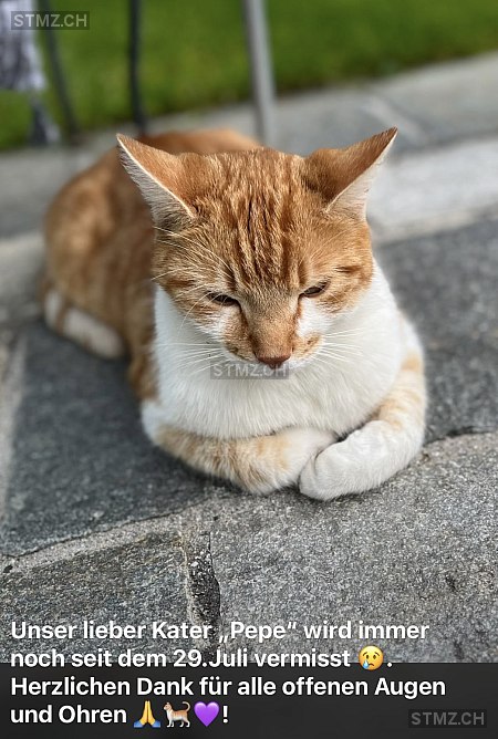 VERMISST: Katze in 8942 Oberrieden (stmz.ch)