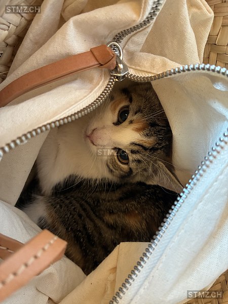 VERMISST: Katze in 8810 Horgen (stmz.ch)