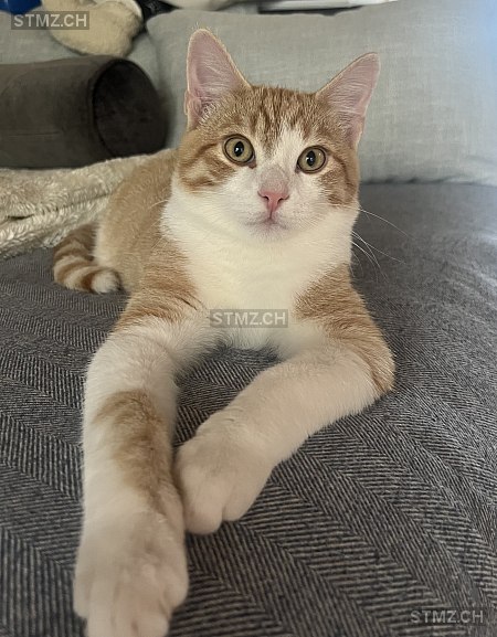 VERMISST: Katze in 8810 Horgen (stmz.ch)