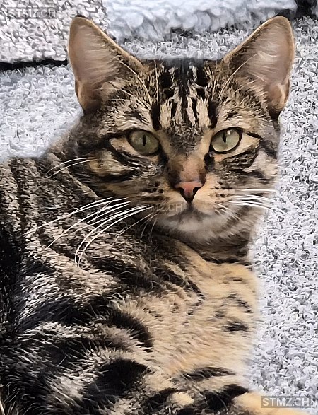 VERMISST: Katze in 8800 Thalwil (stmz.ch)