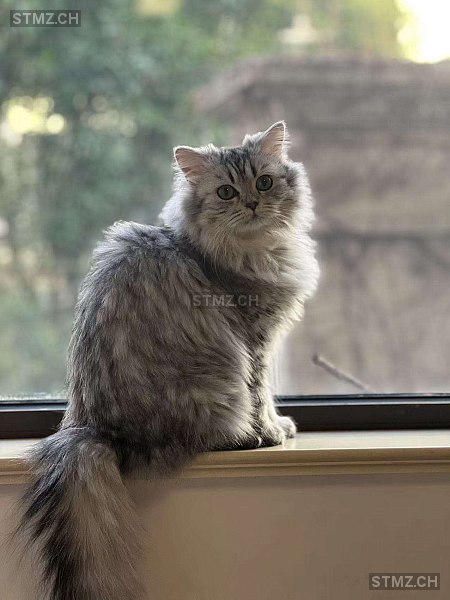 VERMISST: Katze in 8800 Thalwil (stmz.ch)