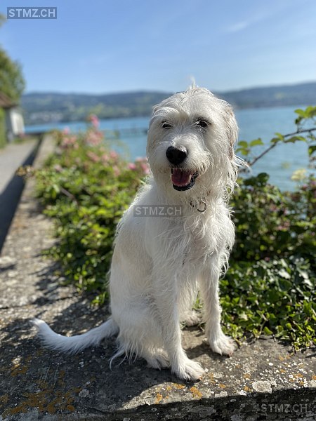 VERMISST: Hund in 8820 Wädenswil (stmz.ch)
