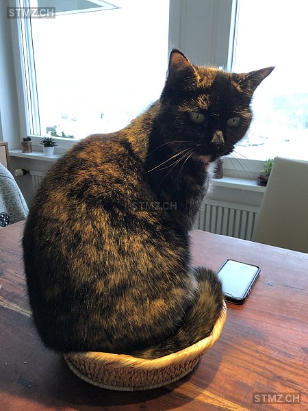 VERMISST: Katze in 8135 Langnau am Albis (stmz.ch)