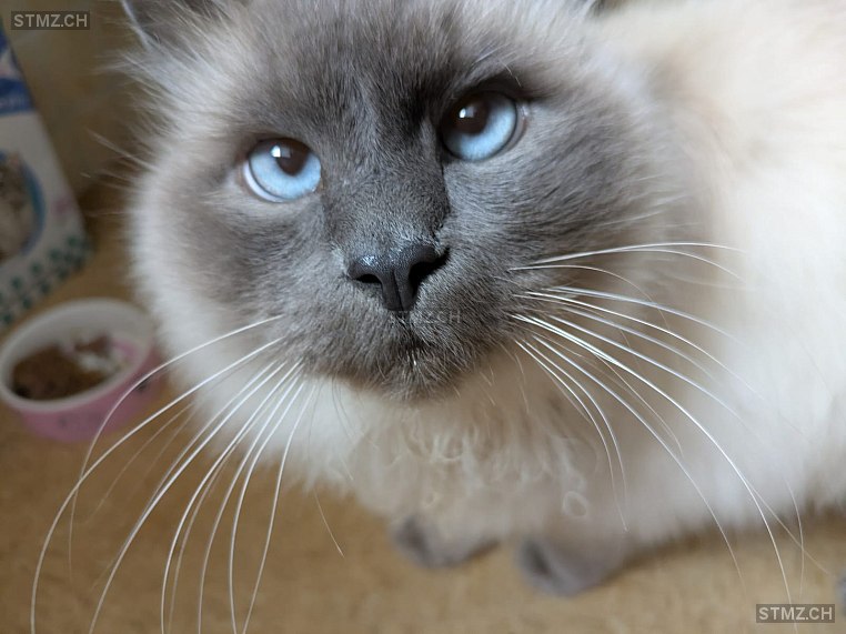 VERMISST: Katze in 8820 Wädenswil (stmz.ch)