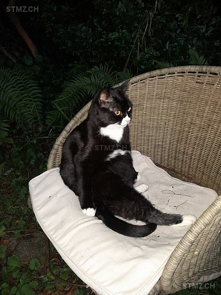 VERMISST: Katze in 8134 Adliswil (stmz.ch)