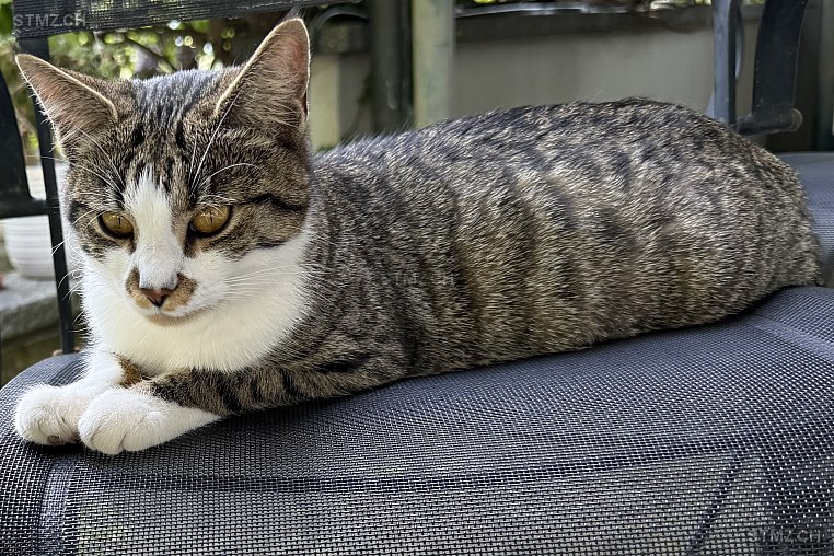 VERMISST: Katze in 8802 Kilchberg ZH (stmz.ch)