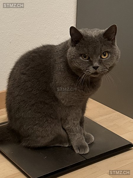 VERMISST: Katze in 8803 Rüschlikon (stmz.ch)