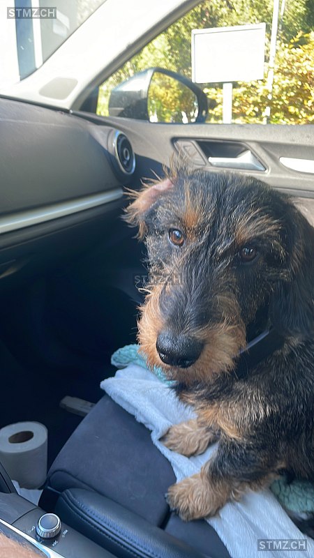 VERMISST: Hund in 8134 Adliswil (stmz.ch)