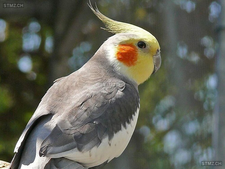 VERMISST: Vogel in 8800 Thalwil (stmz.ch)