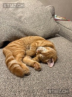 VERMISST: Katze in 8800 Thalwil (stmz.ch)
