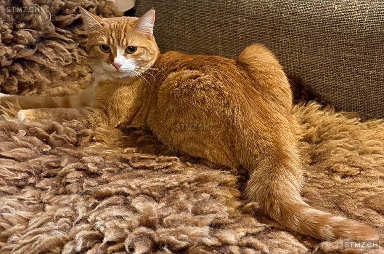 VERMISST: Katze in 8833 Samstagern (stmz.ch)