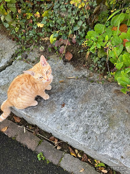 VERMISST: Katze in 8810 Horgen (stmz.ch)